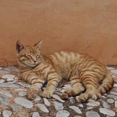 Hier dominiert die Farbe Orange - das gilt auch für die Katzen [2008]